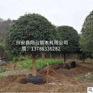 桂花树 桂林桂花树 苗木批发 罗汉松 绿化苗木基地