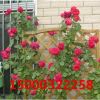 蔷薇花藤本月季爬藤植物庭院阳台盆栽玫瑰爬墙花卉修剪发货