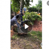 低价供应绿化苗木美丽异木棉花木农户自家花场直销宠物及园艺园林