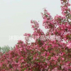 沭阳优美园林/北美海棠