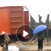 低价供应绿化苗木南洋杉农户自家花场直销宠物及园艺园林