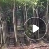 低价供应绿化苗木红花风铃花木农户自家花场直销宠物及园艺园林