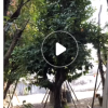 大量低价供应绿化苗木洋蒲桃自家苗场种植销售宠物及园艺园林