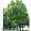 低价供应绿化苗木麻楝花木农户自家花场直销宠物及园艺园林