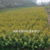 江苏沭阳大量金叶女贞 有需要联系