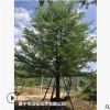 大量低价供应绿化苗木小叶榄仁自家苗场种植销售宠物及园艺园林