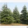 雪松 造型 精品 优质苗 树木 城市行道树 园林 绿化 工程 苗圃