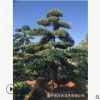 供应罗汉松树/绿化苗木/小苗到胸径45公分/农户自家花场种植直销