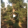 供应绿篱球形绿化苗木福建茶农户自家花场种植直销宠物及园艺林