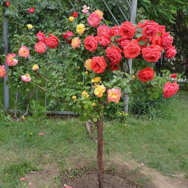 树状稀奇树形树桩稀奇花苗植物月季大花浓香当年开花玫瑰花苗