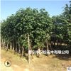 低价大量供应黄槿绿化苗木花木农户自家花场直销型宠物及园艺园林
