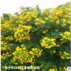 低价供应绿化苗木黄花槐花木农户自家花场直销宠物及园艺园林