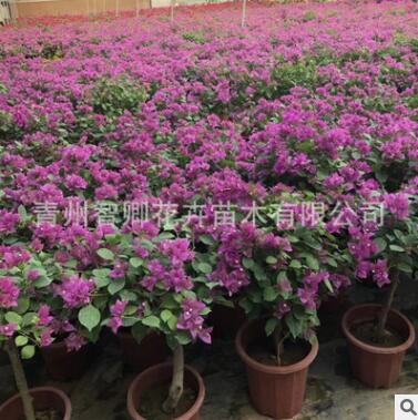 四季循环开花三角梅苗 红色三角梅花卉地栽盆景 室内阳台植物盆栽