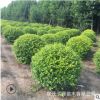 基地批发 灌木金叶女贞球大小规格毛球净球 工程用苗庭院绿化