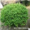 龟甲冬青球树苗批发园林工程绿化苗木冬青球苗 行道绿篱龟甲冬青