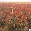 苗圃直销 红叶石楠球小区路边工程绿化庭院花园皆可种植美观大方
