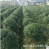 批发无刺枸骨球规格齐全 工程用苗别墅庭院美观辟邪球室内盆栽