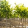 批发金叶榆小苗工程绿化金叶榆树苗 彩叶树木行道树金叶榆苗