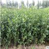 冬青苗 基地直销 批发绿化小苗床苗大叶黄杨苗 现挖现卖 量大从优