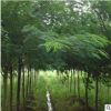 合欢树苗批发 工程绿化行道风景合欢树苗 庭院公园观赏绒花合欢树
