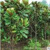 广玉兰 庭院植物玉兰苗 广玉兰苗 庭院花卉苗木玉兰树苗