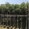 普宁菠萝蜜树 菠萝蜜报价 菠萝蜜批发 菠萝蜜种植基地 菠萝蜜