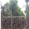 揭阳树菠萝。普宁菠萝蜜 10至12公分批量清仓。官方报价。一手货