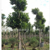 广东树菠萝。中山菠萝蜜 揭阳20至30公分批量清仓。官方报价。一