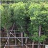 供应优质香樟树 行道树绿化乔木风景区庭荫树 基地直销常绿香樟树