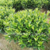 揭阳非洲茉莉基地。潮州灌木球类基地。普宁茉莉花球产地。揭阳海