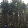 揭阳阴香树袋苗。基地直销。产地批发。市政工程。园林绿化。