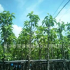 广东白玉兰产地 普宁白玉兰基地。广东白玉兰价格。中山白玉兰苗