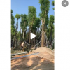 工程绿化园林丛生香樟树8公分5cm多种规格香樟大树苗基地自产直销