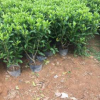 揭阳非洲茉莉基地。潮州灌木球类基地。普宁茉莉花球产地。揭阳