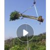 供应苗木工程绿化园林秋枫树苗青枫10-11公分庭院景观树自产自销