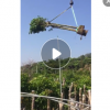 供应苗木工程绿化园林秋枫树苗青枫10-11公分庭院景观树自产自销