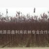 红叶李 湖南源头基地供应红叶李 批发各种不同规格红叶李