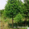 批发朴树树苗 基地直供 绿化苗木工程绿化苗基地 规格全 量大优惠