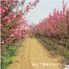 种植基地畅销北美海棠小树苗绚丽海棠冬红果海棠价格 观赏树