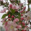 基地西府海棠 海棠嫁接西府海棠树批发优质工程绿化庭院