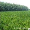 批发灌木 沙地柏 沙地柏树苗 铺地柏 绿化苗/工程用苗 价格低质优