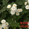 江苏常年供应蔷薇 品种齐全