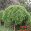 江苏常年供应规格龙爪槐 龙爪槐价格