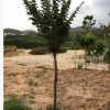 浙江小叶紫薇。美国红箭假植苗。广东基地直销。批发价格。免费报