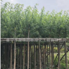 广东水柳，垂丝柳，垂枝柳基地直销。批发价格。免费报价。云南柳