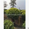 广东黄金榕产地。漳州灌木基地。中山黄金榕球。普宁黄金榕产地。