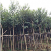 批发精品黄花风铃木树苗名贵风景树种类苗木绿化基地直发各种规格