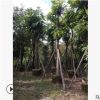 广东绿化芒果树苗15公分种植基地嫁接芒果批发价格名贵风景树种类