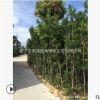 苗木名贵风景树苗种类庭院园林造型罗汉松基地直供各种苗木批发