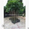 嫁接台农芒果地径3分芒果树苗木批发价格种植基地名贵风景树种类